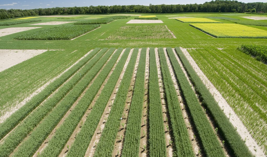 Fields of row crops