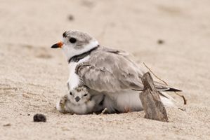 Piping plover mother and young
