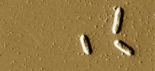 Microscpic image of geobactor