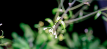 Plant in focus with a blurred background